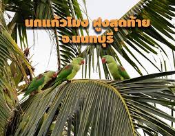 More images for นกแก้วโม่งสีฟ้า » 36wyonobmeshem