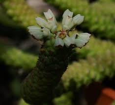 Image result for Monadenium