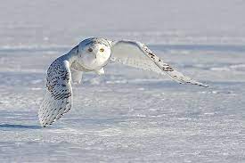 Animals That Live In The Tundra Worldatlas