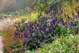 16 flowering shrubs for shade. Rhs Gardening Top 10 Late Flowering Perennials Rhs Gardening