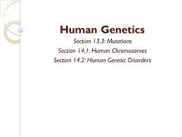 This cell divides mitotically to produce a multicellular organism. Activating Prior Knowledge Ppt Download