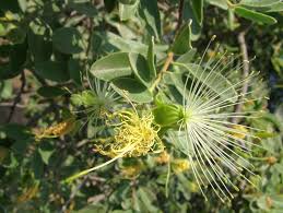 Image result for Maerua schinzii