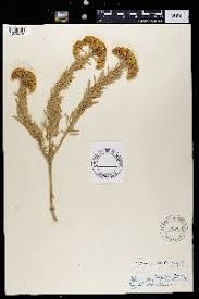 Image result for Athroisma gracile