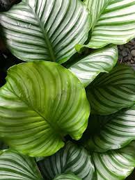 Image result for Ophrestia