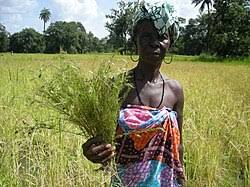 Image result for Rhamphicarpa