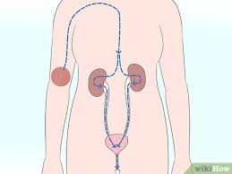 See full list on wikihow.com 6 Ways To Bring Down High Creatinine Levels Wikihow