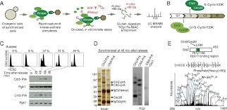 Maybe you would like to learn more about one of these? Method For Identifying Phosphorylated Substrates Of Specific Cyclin Cyclin Dependent Kinase Complexes Pnas