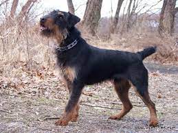 pedigree database deutscher jagdterrier german hunting terrier rare dog breeds pet dogs working dogs