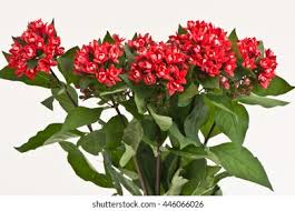 Image result for Bouvardia longiflora