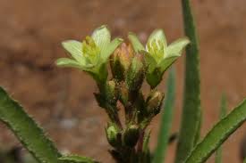 Image result for Dicoma capensis