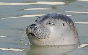 Seals Life And Facts Ecomare Texel