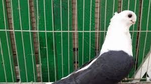 متى يستطيع فرخ الحمام الاكل لوحده. Ù…Ø¹Ù„ÙˆÙ…Ø§Øª Ø¹Ù† Ø§Ù„ØªÙƒØ§Ø«Ø± ÙˆØ§Ù„ØªØ²Ø§ÙˆØ¬ ÙÙŠ Ø§Ù„Ø­Ù…Ø§Ù… Ø§Ù„ØªØ²Ø§ÙˆØ¬ ÙˆØ§Ù„ØªÙƒØ§Ø«Ø± Ù†Ù‚ÙˆÙ… Ø§Ù„ÙŠÙˆÙ… Ù…Ù† Ø®Ù„Ø§Ù„ Ù…ÙˆÙ‚Ø¹ Ø²Ø§Ø¬Ù„