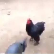 Page 378 Of Dankvideos Videos Dd Reddit Tube
