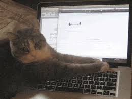 They can be applied in correspondence, sent to a friend or girlfriend. Download Cat Furiously Typing Gif Png Gif Base