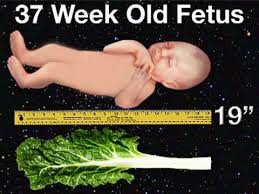 Download Fetal Development Week 11 Pregnancy Health Guru Mp4 Mp3 3gp Naijagreenmovies Fzmovies Netnaija
