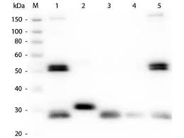 They are highly water soluble and remain fluorescent from ph 4 to ph 10. Anti Rat Secondary Antibodies Www Antibodies Online Com