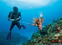 Alert Diver Public Safety Announcement Spearfishing Safety Spearfishing Underwater Photography Public Safety Announcement