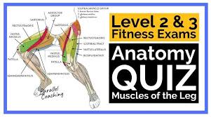 What are the hamstring muscles? Anatomy Quiz Muscles Of The Leg