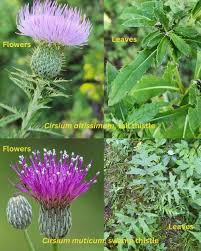 Image result for Cirsium