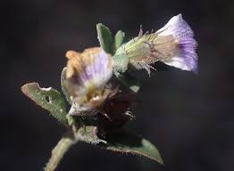 Image result for Blepharis integrifolia