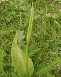 Image result for Ophioglossum reticulatum