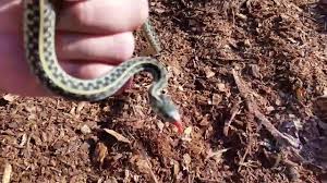 Garter snakes, once considered soley a beginner's snake, are becoming more and more popular as pets. Name This Snake