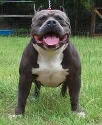 American Bully Dogs Information And Pictures Am Bullies Bully Breeds Dogs Bully Dog American Bully