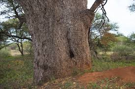 Image result for Combretum imberbe