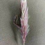 Image result for Chloris roxburghiana