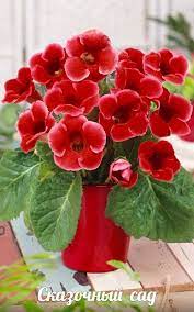 Stena Vkontakte Beautiful Flowers Flowers House Plants
