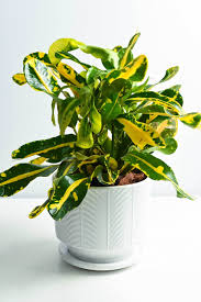 Image result for Codiaeum