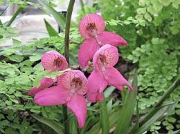 Image result for Disa eminii