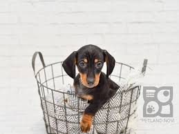 Miniature dachshund, michigan » west branch their long elongated body, short legs, powerful paws and wondeful floppy ears make the one of the easiest breeds. Dachshund Puppies Petland Novi