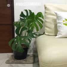 Ikutan Monsteramonday Yuk Post Foto Tanaman Monstera Kamu Dan Beri Hashtag Monsteramonday Tanamanbikinhepi Yan Instagram Posts Plant Leaves Instagram