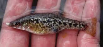 Image result for Disperis sp. nov. aff. bifida