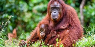 Orangutan, any of three species of asian great apes found in rainforests on the southeast asian islands president, orangutan foundation international, los angeles, california, u.s. Orangutan Wild For Life