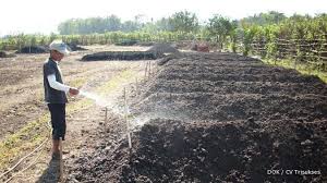 Tanam tebu di bibir lagi (plant sugar cane on lips again). 11 Cara Menanam Tebu Yang Baik Dan Benar Ilmubudidaya Com