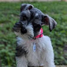 If you are unable to find your schnauzer (miniature) puppy in our puppy for sale or dog for sale sections, please consider looking thru thousands of schnauzer (miniature) dogs for adoption. Belmont Boutique Miniature Schnauzers Home Facebook