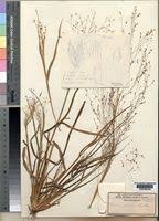 Image result for Panicum pansum