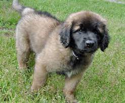 Bella The Leonberger Leonberger Puppy Leonberger Puppies