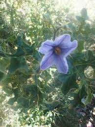 Image result for Solanum anguivi