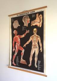 Authentic Vintage Anatomy Chart Vintage Educational Chart Human Anatomy School Chart Vintage Greek Pull Down Chart