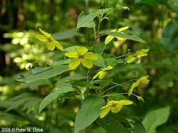 Image result for Lysimachia barbata