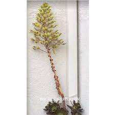 The senecio barberton has succulent flowers that are bright yellow. 18 Popular Flowering Succulents With Pictures Succulent Plant Care