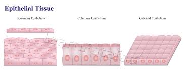 Draw well labelled diagrams of various types of muscles. Animal Tissue And Its Functions Learnfatafat Class 9 Chapter 6 Tissues