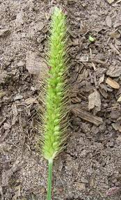 Image result for Setaria verticillata