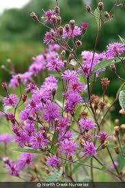 Vernonia noveboracensis (New York ironweed) | Izel Native Plants