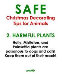Holly Mistletoe And Poinsettia Plants Are Poisonous To Dogs And Cats Health Tips Safety Animals Pets Chris Poinsettia Plant Harmful Plants Lily Flower