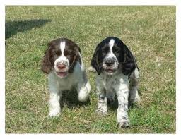 Image result for anglický špringršpaněl