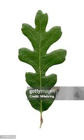 Image result for white oak leaf
